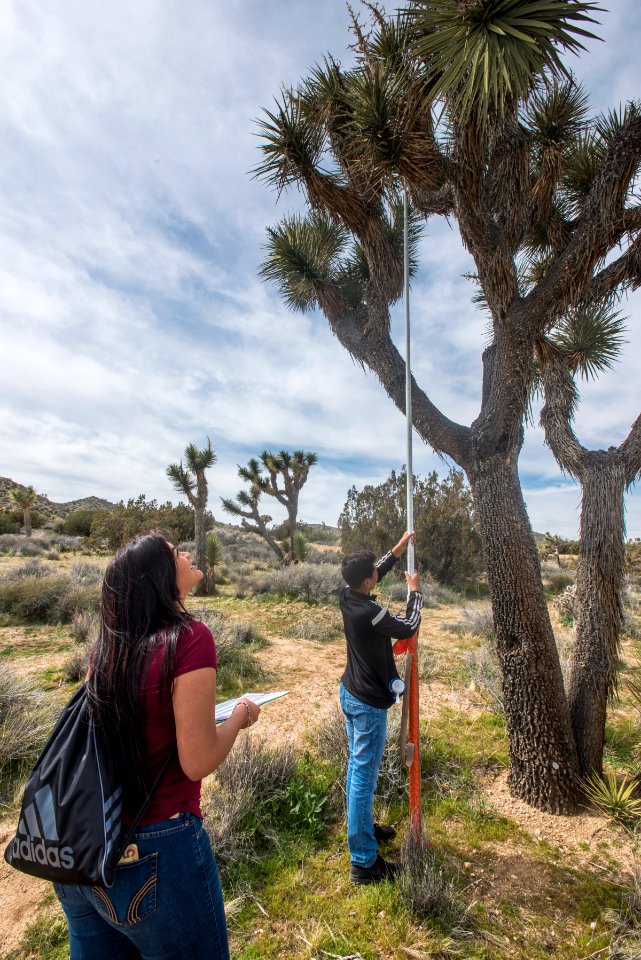 2017 Student Summit on Climate Change - Joshua tree Monitoring Project - Students measure the height of a Joshua tree