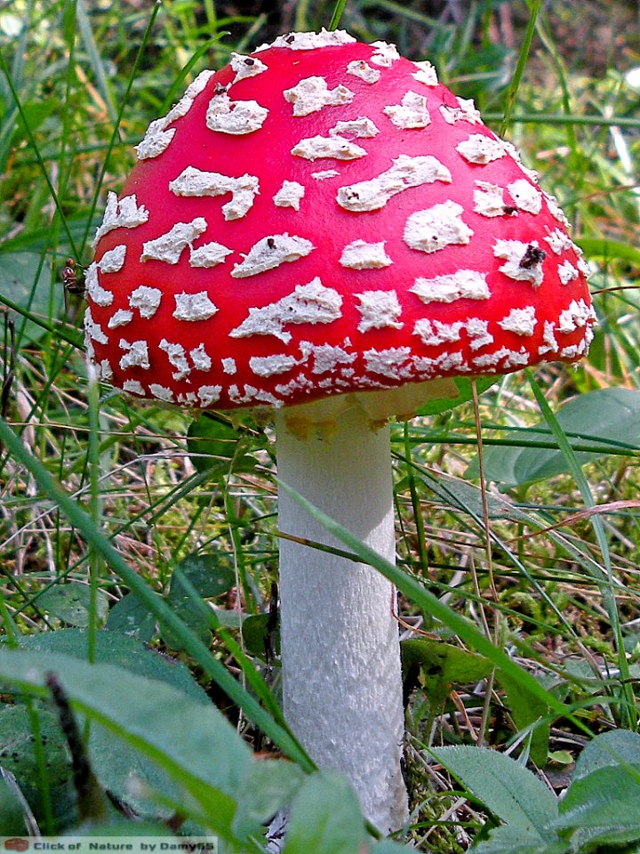 DAM1800 - Amanita muscaria
