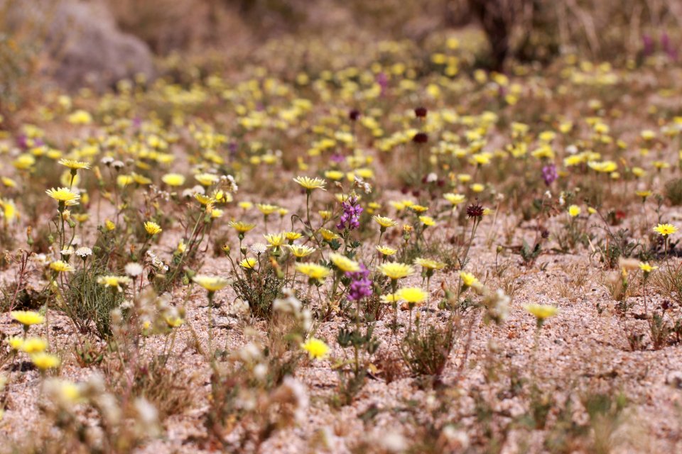 Carpet of Wildflowers