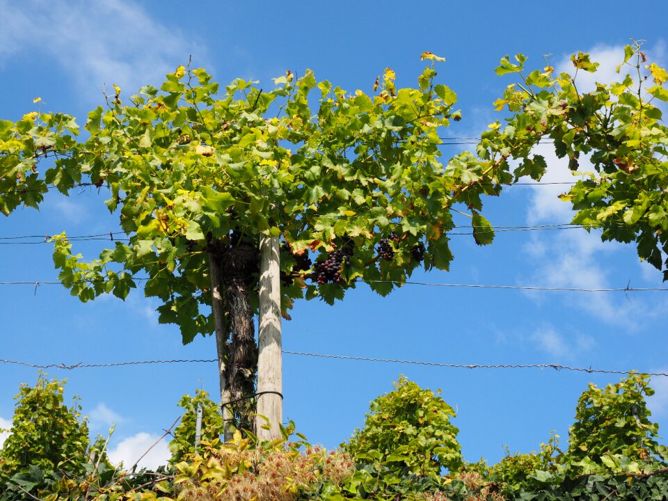 Blue plantation climber plant