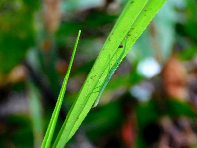 Peppermint stick insect