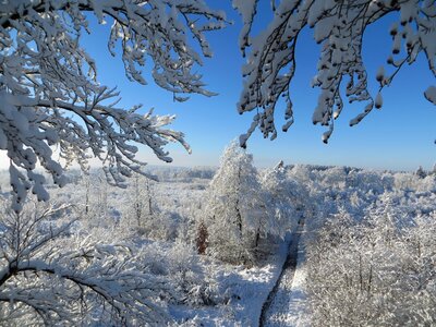 Blue branches frost photo