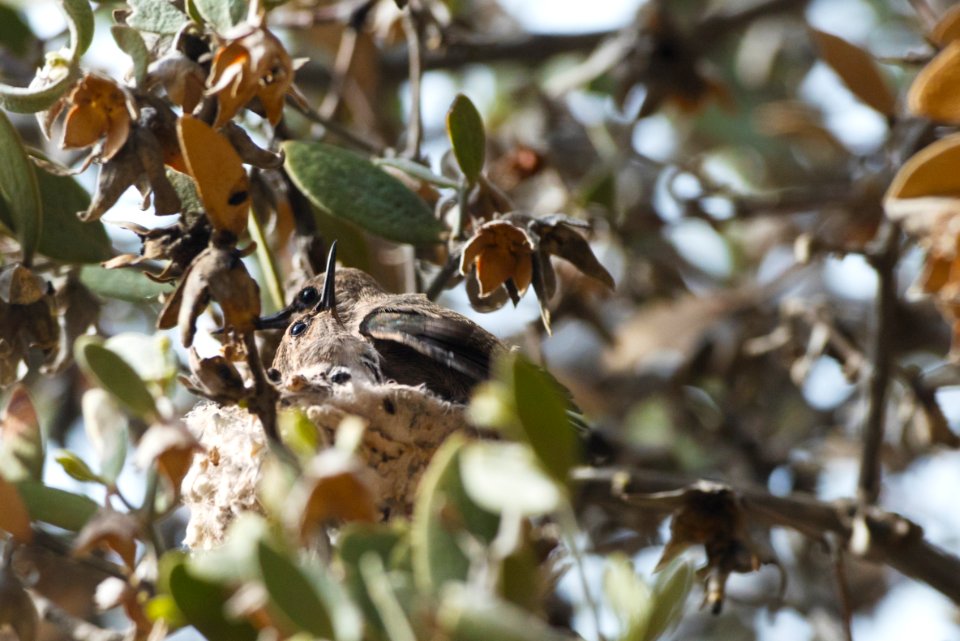 Hummingbird Chicks in Nest
