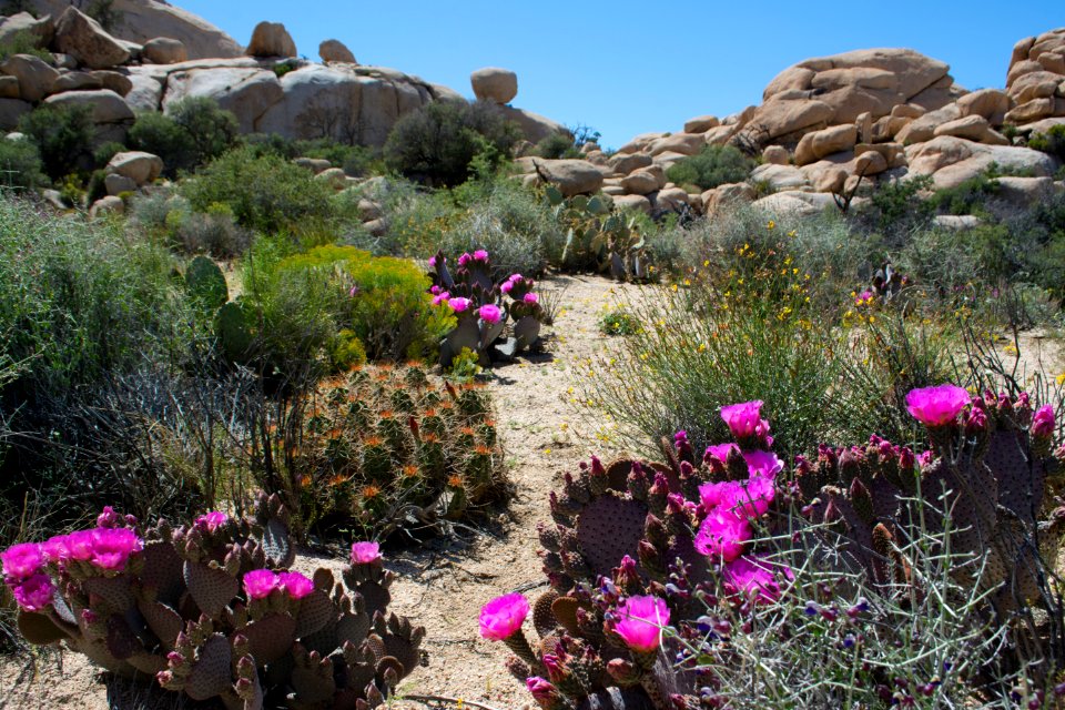 Beavertail Cactus in the Wonderland of Rocks.