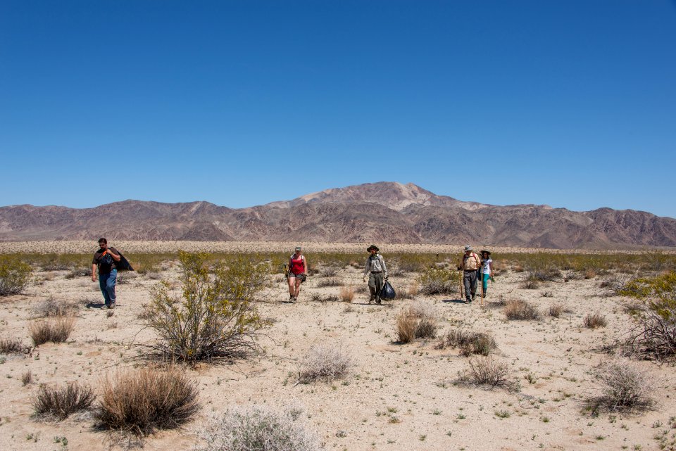 Volunteer Sahara Mustard plant pulling (4.4.15)