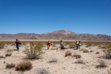 Volunteer Sahara Mustard plant pulling (4.4.15)