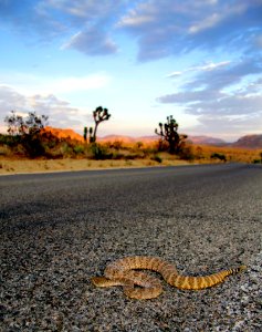 Rattlesnake crossing the road