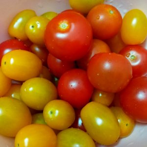 mini tomatos red yellow
