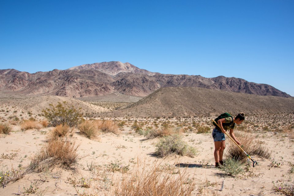 Volunteer Sahara Mustard plant pulling (4.4.15)