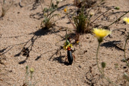 Master Blister Beetle (Lytta magister)