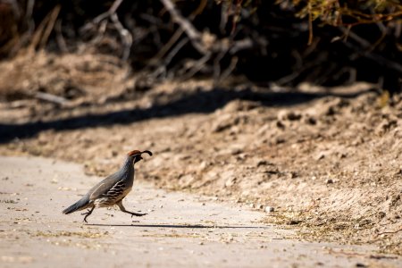 Gambel's quail (Callipepla gambelii) at Oasis of Mara photo