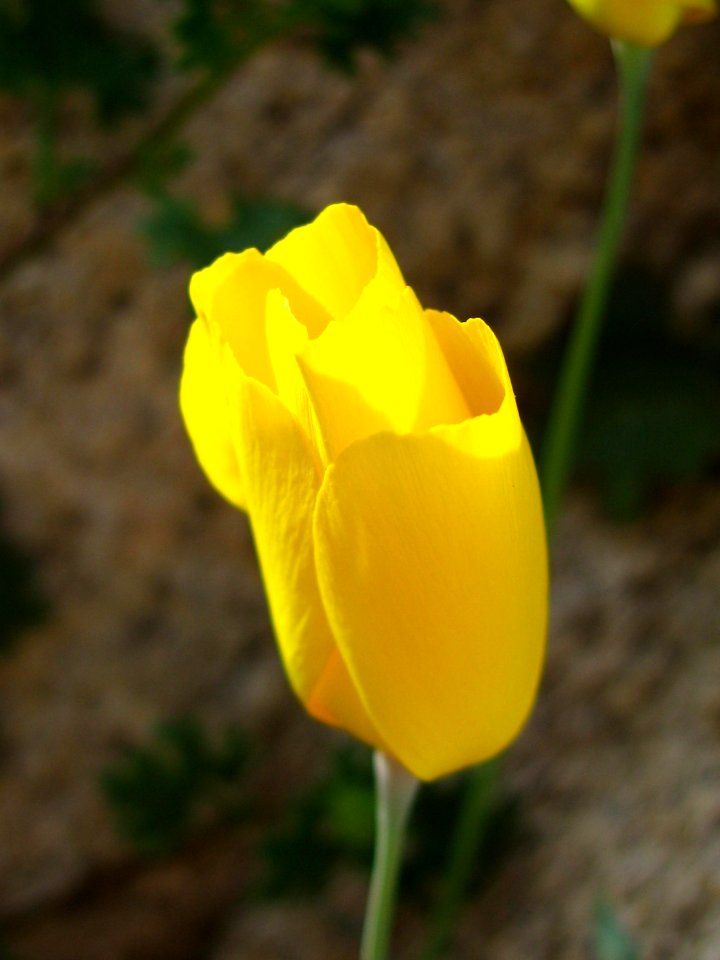 Parish's poppy (Eschscholzia parishii); Cleghorn Wilderness