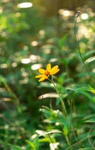 Warm yellow flower