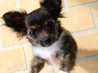 Cute purebred pup photo