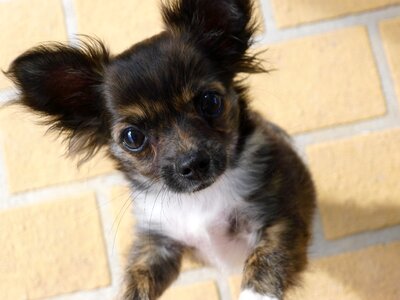 Cute purebred pup