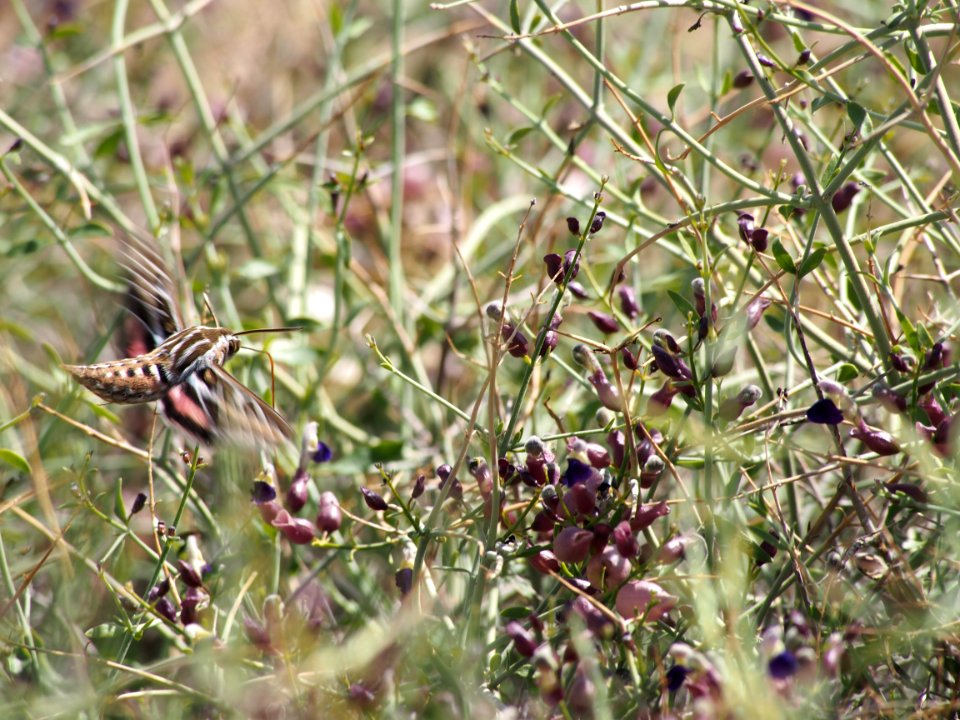 White-Lined Sphinx Moth, Hyles lineata