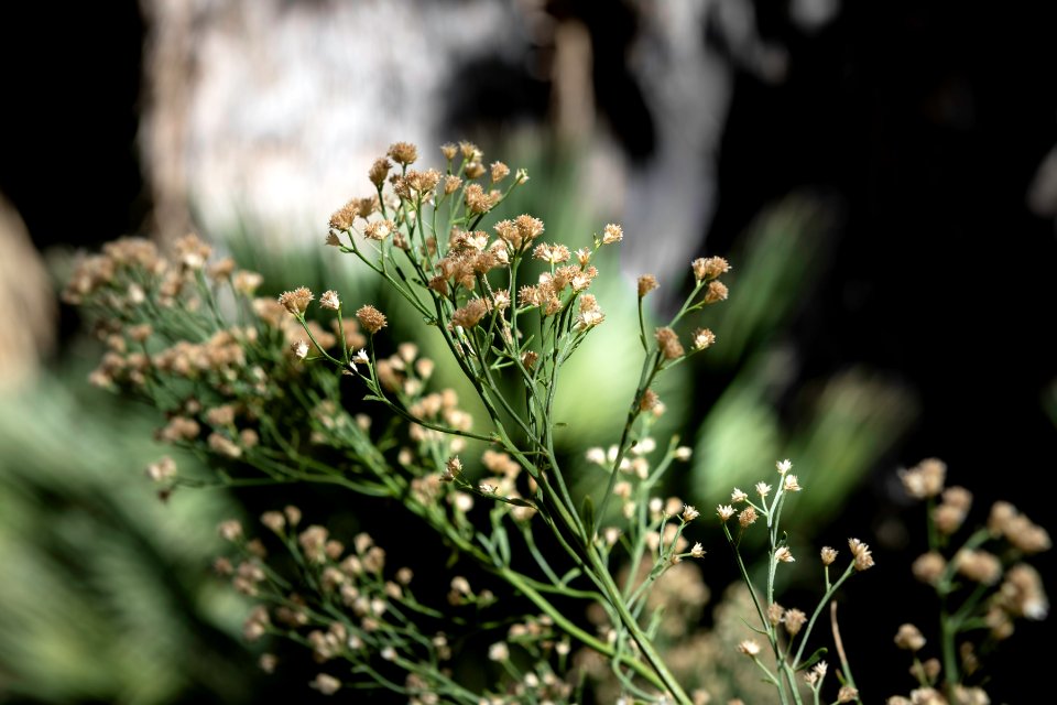 Desert baccharis (Baccharis sergiloides) near Cottonwood Springs