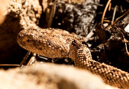 Speckled Rattlesnake (Crotalus mitchellii)