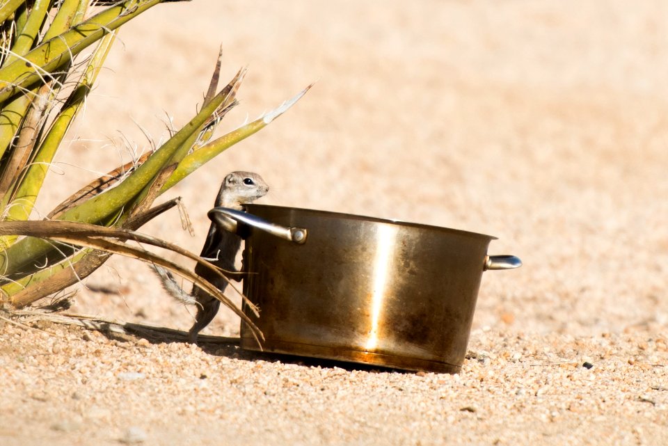 An antelope ground squirrel inspects a food container