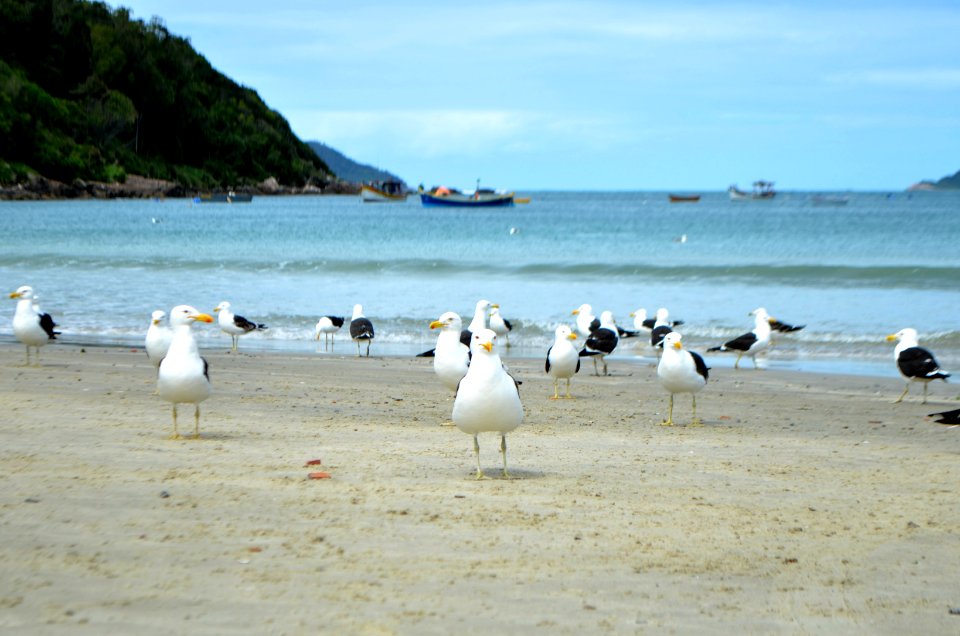 Pântano do Sul, Florianópolis