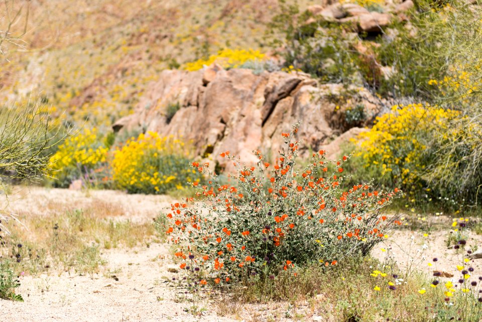 Globemallow and brittlebush blooming in Cottonwood Canyon; 3/24/17