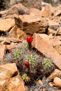 Mojave mound cactus (Echinocereus mojavensis); 3/13/2015 photo