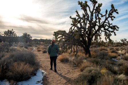 Hiking in the Mojave Preserve Joshua Trees photo