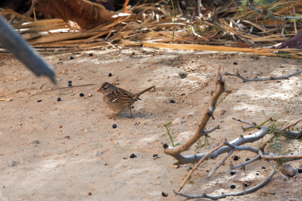 Many animals eat the fruit of the desert palm tree including this white crowned sparrow