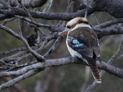 Laughing Kookaburra photo