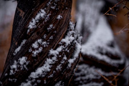 Snow on a pinyon pine trunk near Keys View photo