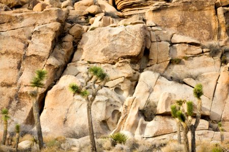 Joshua trees against boulder pile photo
