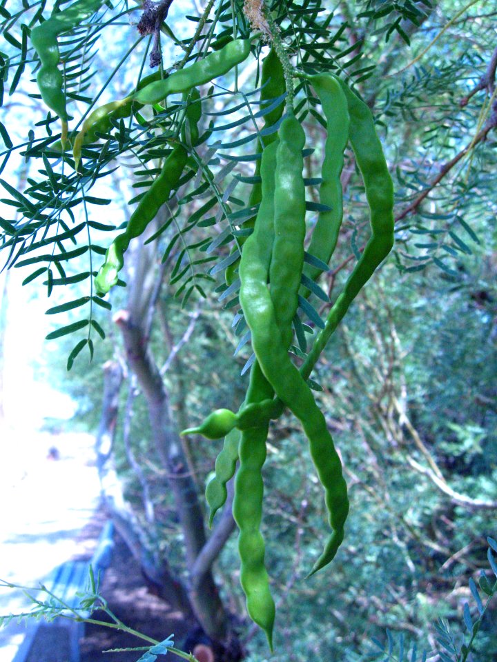 Honey mesquite (Prosopis glandulosa) beans; Oasis of Mara