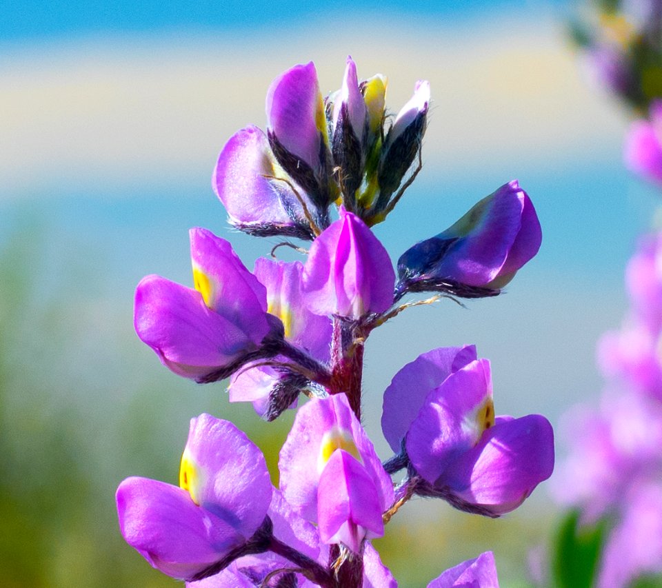 Arizona Lupine