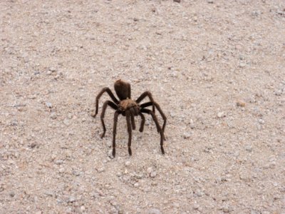 Tarantula