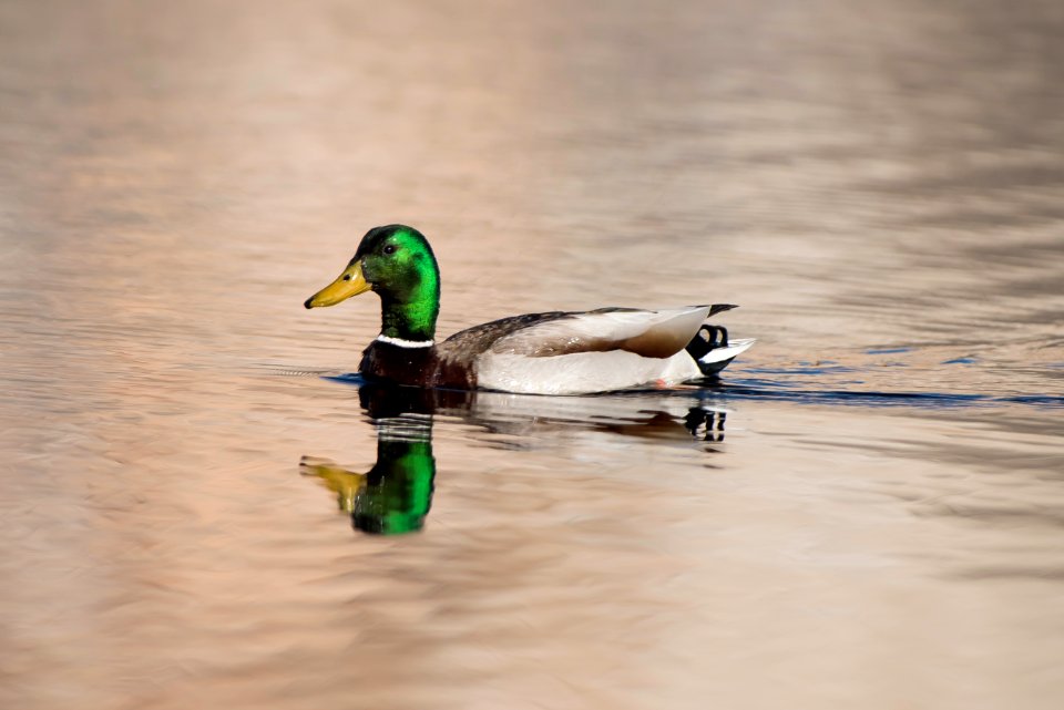 Mallard (Anas platyrhynchos) at Barker Dam; 3/8/17