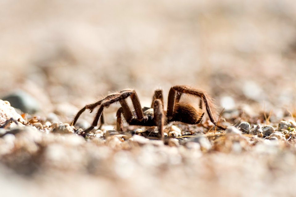 Tarantula near North Entrance; 11/13/15