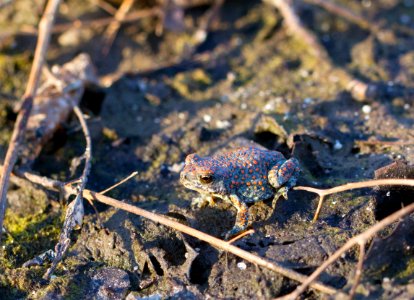 Red-spotted Toad
