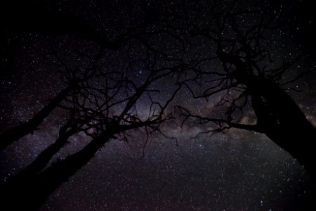 Viewing the Milky Way through ocotillo branches photo