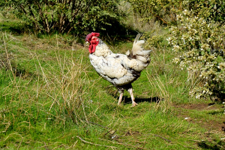 Oscar