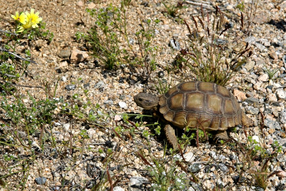 Young Desert Tortoise