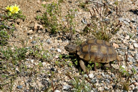 Young Desert Tortoise photo