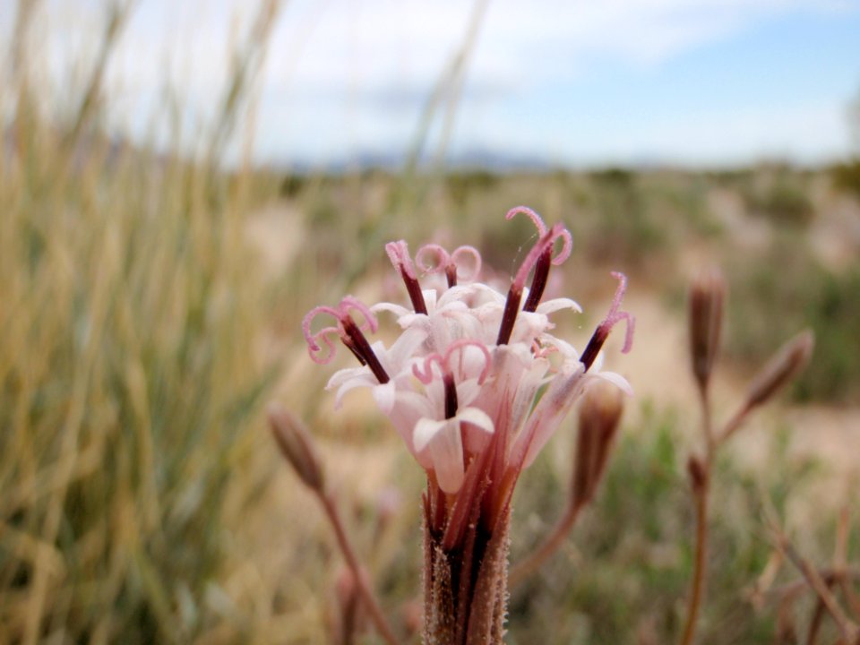 Genus Porophyllum