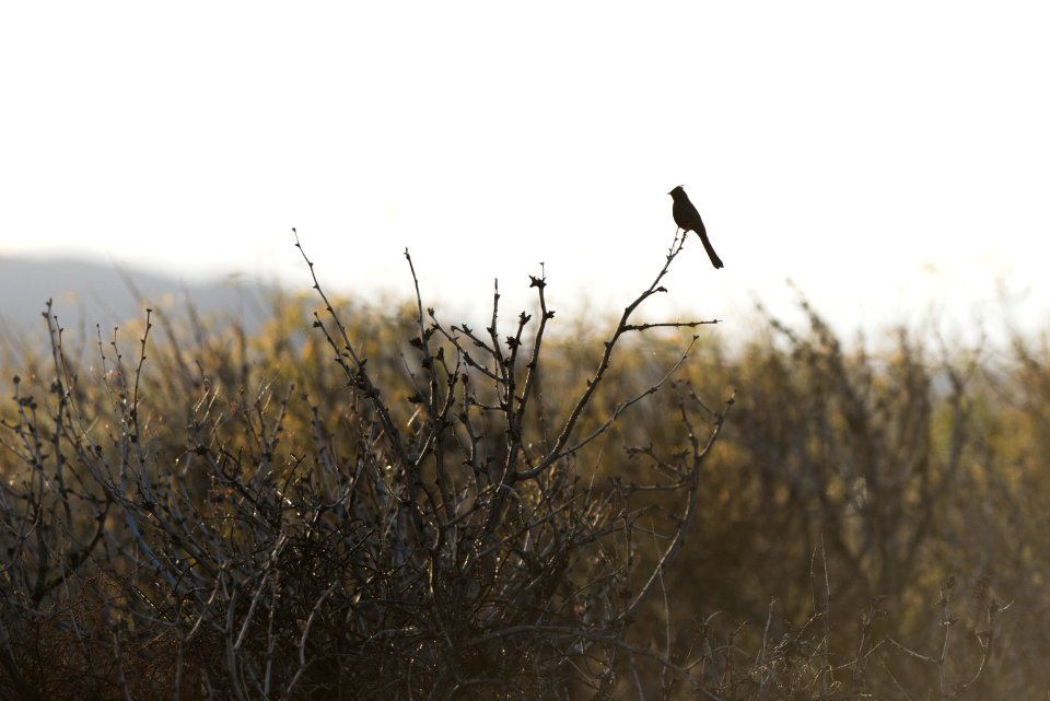 Phainopepla; Oasis of Mara