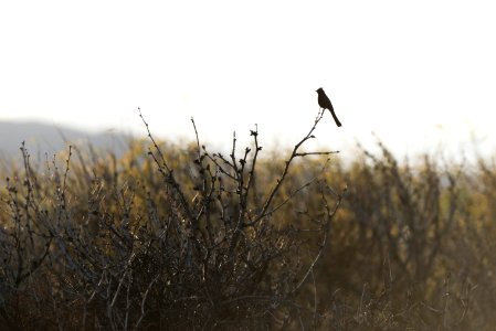 Phainopepla; Oasis of Mara photo