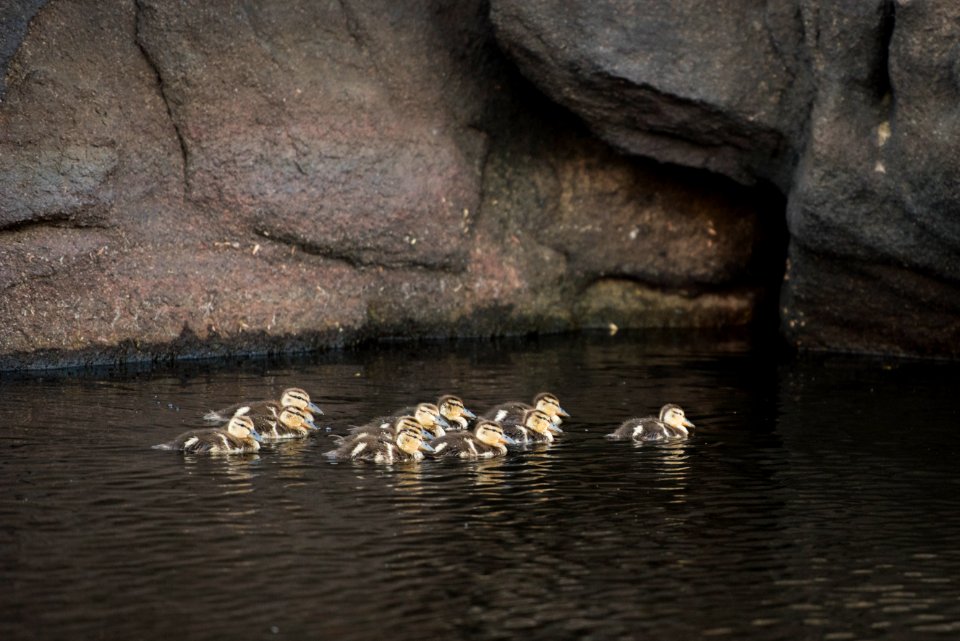 Ducklings at Barker Dam