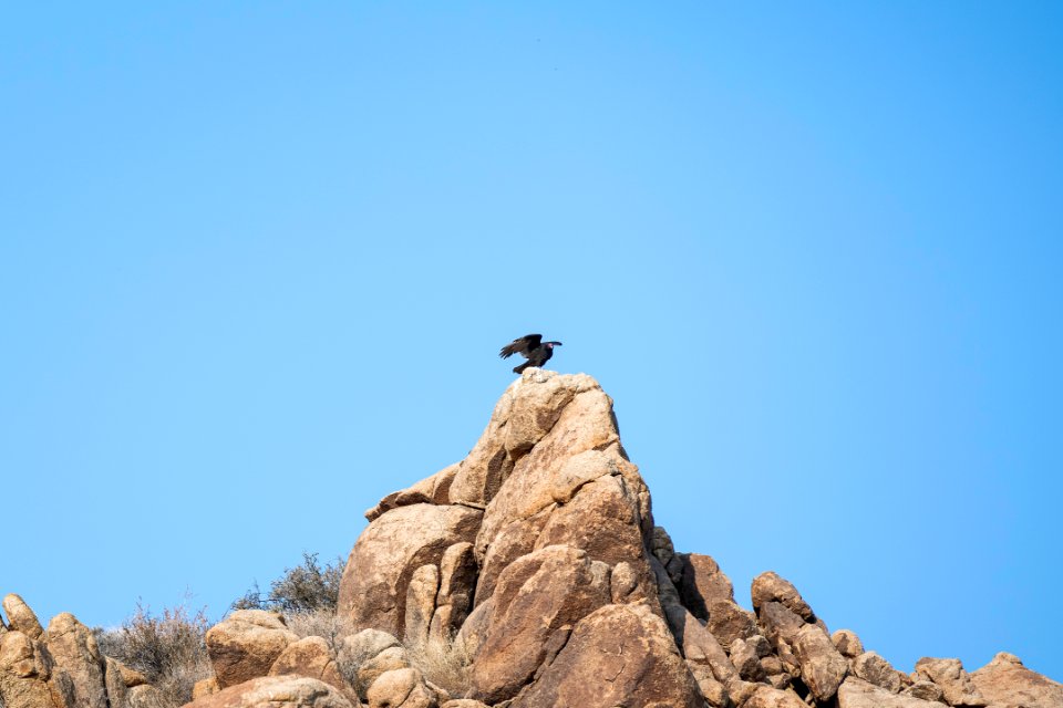 Turkey vulture (Cathartes aura) near Cottonwood Springs