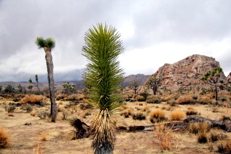 Unbranched Joshua tree (Yucca brevifolia) photo