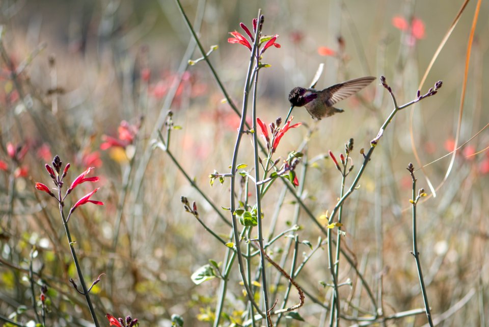 Costa's hummingbird (Calypte costae) drinking nectar