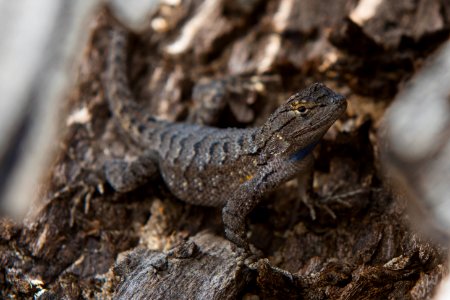 Western Fence Lizard is well camouflaged inside a fallen Joshua tree. photo