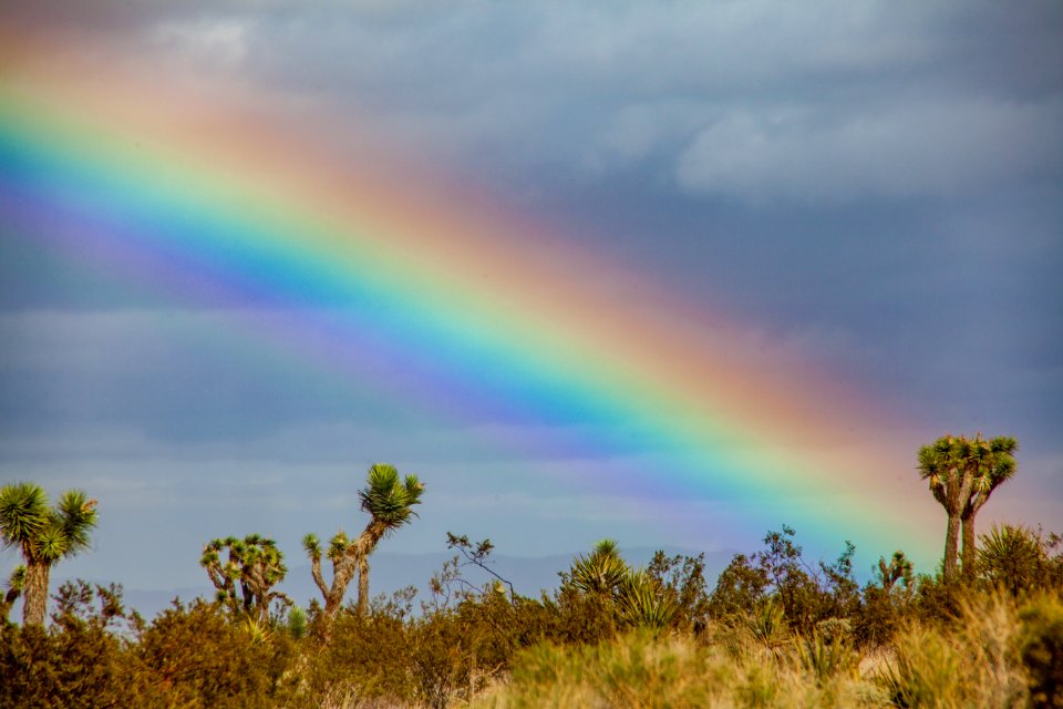 Rainbow over Joshua trees